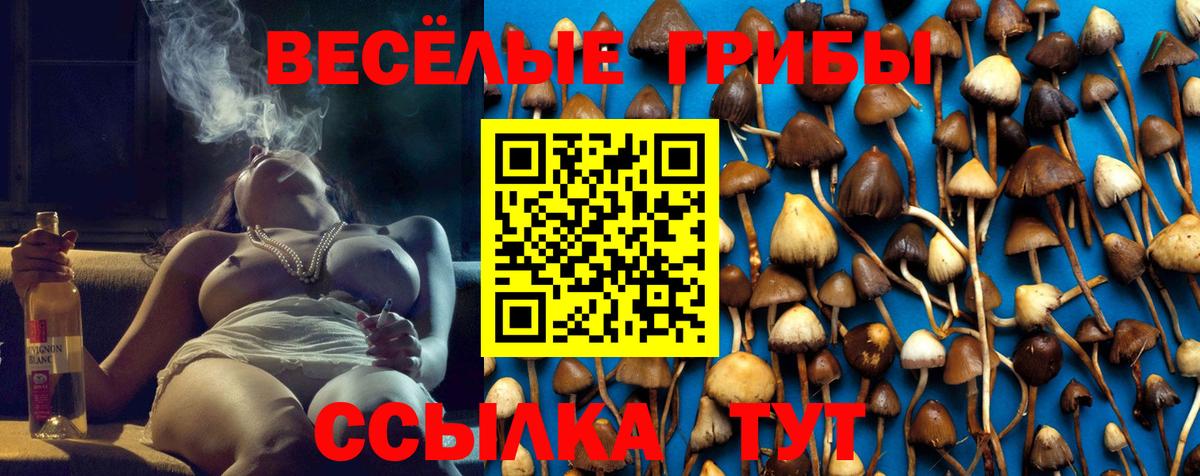 Углич  Псилоцибиновые грибы Psilocybe  Вход с VPN 
